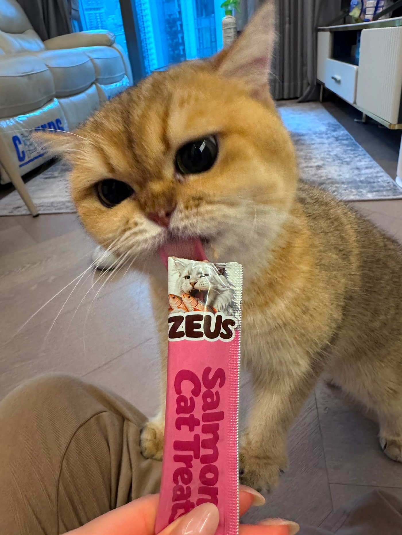 貓貓